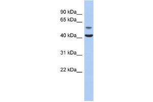 WB Suggested Anti-OLFML1 Antibody Titration: 0. (OLFML1 Antikörper  (N-Term))