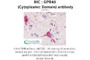 Image no. 1 for anti-Free Fatty Acid Receptor 1 (FFAR1) (1st Cytoplasmic Domain) antibody (ABIN1735088)