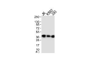 Western blot analysis of extracts from JK cells (Lane 1), K562 cells (Lane 2) and 293 cells (Lane 3), using ANXA1 (Ab-21) Antibody. (Annexin a1 Antikörper)