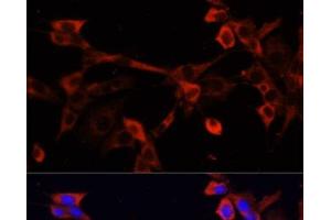 Immunofluorescence analysis of NIH/3T3 cells using DNASE1L1 Polyclonal Antibody at dilution of 1:100. (DNASEX Antikörper)
