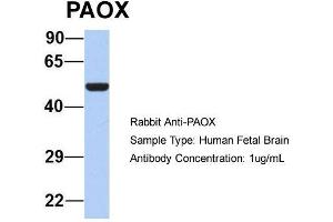 Host: Rabbit  Target Name: PAOX  Sample Tissue: Human Fetal Brain  Antibody Dilution: 1. (PAOX Antikörper  (Middle Region))