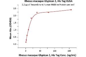 Immobilized Recombinant Human Midkine Protein at 2 μg/mL (100 μL/well) can bind Rhesus macaque Glypican 2, His Tag (ABIN6950991,ABIN6952277) with a linear range of 2-31 ng/mL (QC tested). (GPC2 Protein (AA 24-552) (His tag))