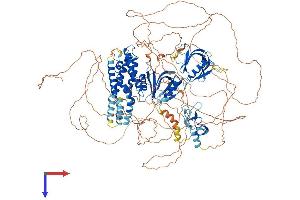 FGD5 Protein (AA 1-1219) (His tag)