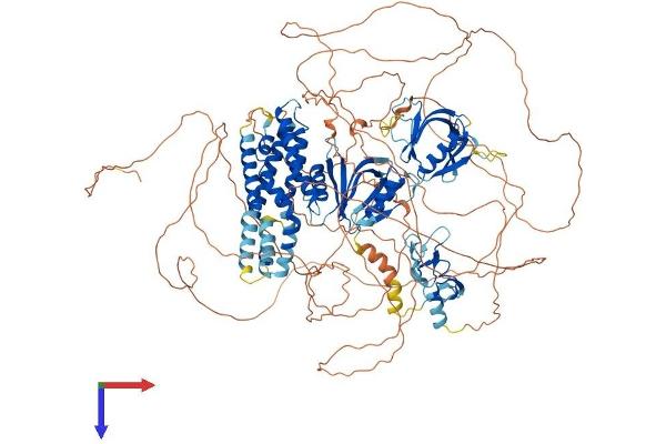 FGD5 Protein (AA 1-1219) (His tag)