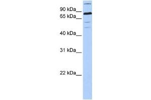Western Blotting (WB) image for anti-Zinc Finger Protein 700 (ZNF700) antibody (ABIN2459444) (ZNF700 Antikörper)