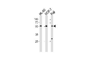 C16orf71 Antibody (Center) (ABIN1881125 and ABIN2843365) western blot analysis in HL-60,MCF-7 and Raji cell line lysates (35 μg/lane). (C16ORF71 Antikörper  (AA 320-348))
