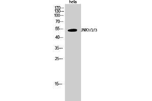 Western Blotting (WB) image for anti-Mitogen-Activated Protein Kinase 8 (MAPK8) (Thr183) antibody (ABIN5960039) (JNK Antikörper  (Thr183))