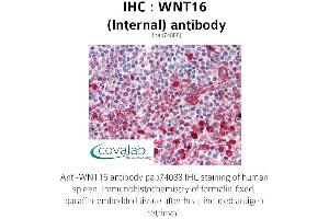 Image no. 1 for anti-Wingless-Type MMTV Integration Site Family, Member 16 (WNT16) (Internal Region) antibody (ABIN1740823) (WNT16 Antikörper  (Internal Region))