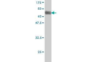 Western Blot detection against Immunogen (58. (HLF Antikörper  (AA 1-295))