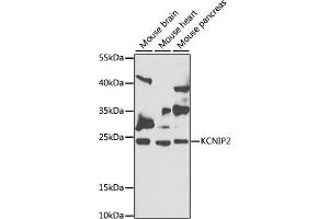 Western blot analysis of extracts of various cell lines, using KCNIP2 antibody (ABIN6128150, ABIN6142713, ABIN6142714 and ABIN6222906) at 1:1000 dilution.