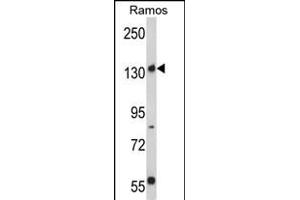 Western blot analysis of Rictor Antibody (N-term) (ABIN391384 and ABIN2841392) in Ramos cell line lysates (35 μg/lane). (RICTOR Antikörper  (N-Term))