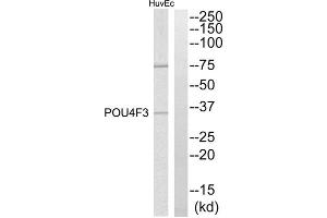 Western blot analysis of extracts from HuvEc cells, using POU4F3 antibody. (POU4F3 Antikörper  (C-Term))