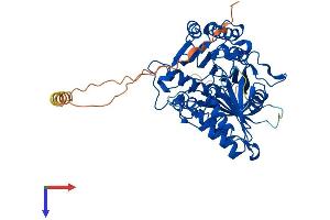 Phospholipase D4 Protein (PLD4) (AA 1-503) (His tag)