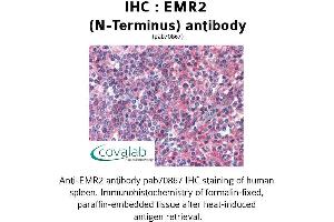 Image no. 1 for anti-Egf-Like Module Containing, Mucin-Like, Hormone Receptor-Like 2 (EMR2) (Extracellular Domain), (N-Term) antibody (ABIN1733991)