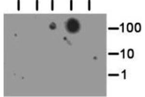 Dot Blot (DB) image for anti-Histone 3 (H3) (H3K56me3) antibody (ABIN5706777)