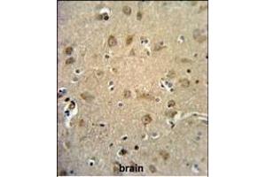 RTN4RL1 Antibody (C-term) (ABIN651458 and ABIN2840251) IHC analysis in formalin fixed and paraffin embedded human brain tissue followed by peroxidase conjugation of the secondary antibody and DAB staining. (RTN4RL1 Antikörper  (C-Term))