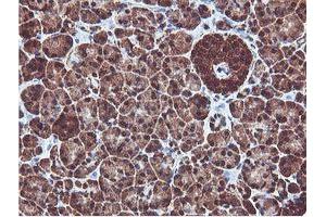 Image no. 7 for anti-Proteasome (Prosome, Macropain) Subunit, beta Type, 7 (PSMB7) (AA 58-277) antibody (ABIN1491598)