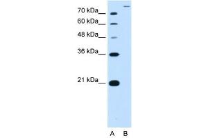 SLC26A5 antibody used at 2.