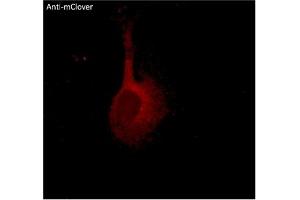 Immunofluorescence (IF) image for anti-mClover Fluorescent Protein antibody (ABIN7273087) (mClover Fluorescent Protein Antikörper)