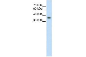 WB Suggested Anti-GNAS Antibody Titration:  2. (GNAS Antikörper  (N-Term))