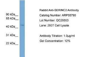 WB Suggested Anti-SERINC2  Antibody Titration: 0. (SERINC2 Antikörper  (Middle Region))