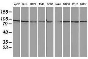 Image no. 3 for anti-Striatin Interacting Protein 1 (STRIP1) antibody (ABIN1498204) (STRIP1 Antikörper)