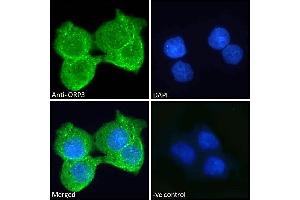 ABIN334453 Immunofluorescence analysis of paraformaldehyde fixed A431 cells, permeabilized with 0. (OSBPL3 Antikörper  (N-Term))