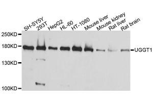 Western blot analysis of extracts of various cell lines, using UGGT1 antibody. (UGGT1 Antikörper  (AA 1456-1555))