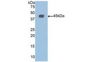 Detection of Recombinant SIRT6, Human using Polyclonal Antibody to Sirtuin 6 (SIRT6) (SIRT6 Antikörper  (AA 35-274))