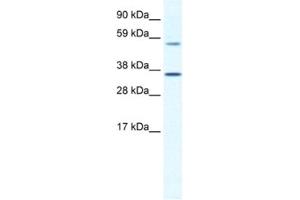 Western Blotting (WB) image for anti-Mesoderm Posterior 2 Homolog (Mesp2) antibody (ABIN2461445) (Mesp2 Antikörper)