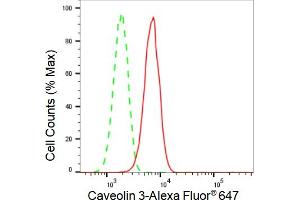 Flow cytometric analysis of Caveolin 3 expression in C2C12 cells using Caveolin 3 antibody (ABIN7797947), 1:2,000). (Rekombinanter Caveolin 3 Antikörper)