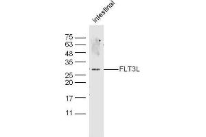 Mouse intestine probed with Rabbit Anti-FLT3L Polyclonal Antibody, Unconjugated  at 1:500 for 90 min at 37˚C. (FLT3LG Antikörper  (AA 61-160))