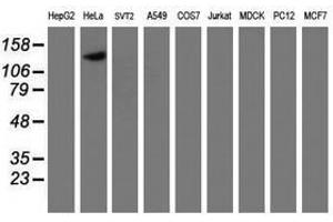 Image no. 4 for anti-Calpain 9 (CAPN9) antibody (ABIN1497090) (Calpain 9 Antikörper)
