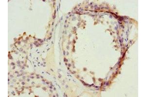 Immunohistochemistry of paraffin-embedded human testis tissue using ABIN7169260 at dilution of 1:100
