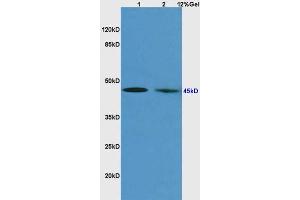 SDS-PAGE (SDS) image for anti-DNA Fragmentation Factor, 45kDa, alpha Polypeptide (DFFA) (AA 2-100) antibody (ABIN726380)