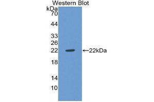 Western Blotting (WB) image for anti-Von Willebrand Factor (VWF) (AA 49-230) antibody (ABIN1078671) (VWF Antikörper  (AA 49-230))