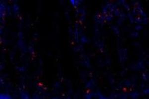 Immunofluorescent analysis of paraformaldehyde-fixed rat duodenum using FAM135B (ABIN7073910) at dilution of 1: 1000 (FAM135B Antikörper)
