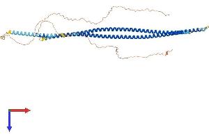 Keratin 71 Protein (KRT71) (AA 1-524) (His tag)