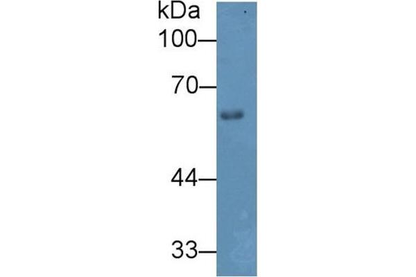 HPSE anticorps  (AA 353-464)