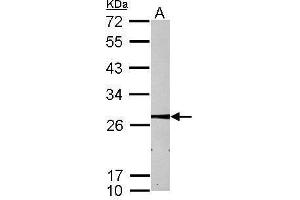 WB Image Sample (30 ug of whole cell lysate) A: HepG2 12% SDS PAGE antibody diluted at 1:1000 (MMAB Antikörper  (Center))