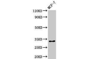 Western Blot Positive WB detected in: MCF-7 whole cell lysate All lanes: HIST1H1B antibody at 1 μg/mL Secondary Goat polyclonal to rabbit IgG at 1/50000 dilution Predicted band size: 23 kDa Observed band size: 32 kDa (Histone H1.5 Antikörper  (pSer17))
