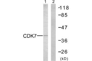 Western Blotting (WB) image for anti-Cyclin-Dependent Kinase 7 (CDK7) (C-Term) antibody (ABIN1848818) (CDK7 Antikörper  (C-Term))