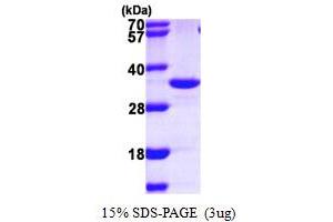 SDS-PAGE (SDS) image for Inositol(myo)-1(or 4)-Monophosphatase 2 (IMPA2) (AA 1-288) protein (His tag) (ABIN667351)