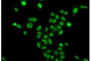 Immunofluorescence analysis of A549 cells using MORF4L2 Polyclonal Antibody (MORF4L2 Antikörper)
