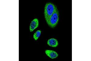 Immunofluorescence (IF) image for anti-Prostaglandin-Endoperoxide Synthase 2 (Prostaglandin G/H Synthase and Cyclooxygenase) (PTGS2) (AA 363-391) antibody (ABIN655500)