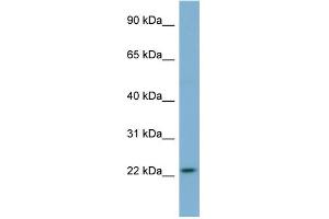 WB Suggested Anti-MFAP2 Antibody Titration: 0. (MFAP2 Antikörper  (N-Term))