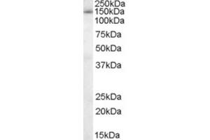 Western Blotting (WB) image for anti-Splicing Factor 3b, Subunit 3, 130kDa (SF3B3) (C-Term) antibody (ABIN2466263) (SF3B3 Antikörper  (C-Term))