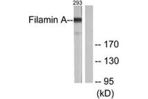 Western blot analysis of extracts from 293 cells, treated with EGF 200ng/ml 5', using Filamin A (Ab-2152) Antibody. (Filamin A Antikörper  (AA 2121-2170))