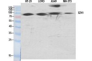 Western Blotting (WB) image for anti-Enhancer of Zeste Homolog 1 (EZH1) (Internal Region) antibody (ABIN3174958) (EZH1 Antikörper  (Internal Region))