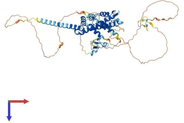 SPATA2 Protein (AA 1-520) (His tag)